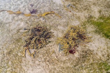 Avustralya ve Yeni Zelanda 'da okyanus kıyısında kayalık bir kıyıda yetişen yosun yosunları.