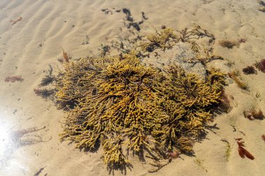 Avustralya ve Yeni Zelanda 'da okyanus kıyısında kayalık bir kıyıda yetişen yosun yosunları.