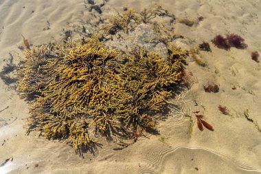 Avustralya ve Yeni Zelanda 'da okyanus kıyısında kayalık bir kıyıda yetişen yosun yosunları.