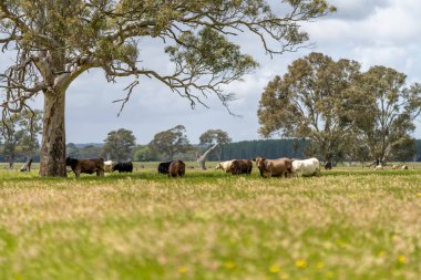 Yenilenebilir tarım çiftliğindeki bir tarlada inekler. 