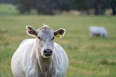Beef Angus ve Wagyu inekleri kurak bir yazda bir tarlada otluyorlar. Çiftlikteki bir inek sürüsü tarım alanında rejeneratif tarım yapıyor. Şişko Sığır