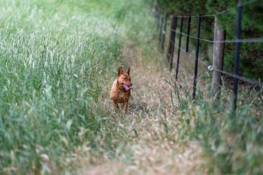 Çiftlik köpeği Kelpie yazın Avustralya 'da bir çiftlikte çalışıyor.