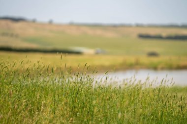 Yazın Avustralya 'da bir tarlada yenilenebilir organik çiçeklerin otlağı ve otlağı.