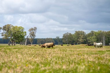 Avustralya wagyu inekleri çayırda otluyor. Avustralya 'da ilkbaharda bir çiftlikte çayırda ot yiyen siyah bir angus ineğinin yakın çekimi.