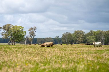 Beef Angus ve Wagyu inekleri kurak bir yazda bir tarlada otluyorlar. Çiftlikteki bir inek sürüsü tarım alanında rejeneratif tarım yapıyor. Şişko Sığır