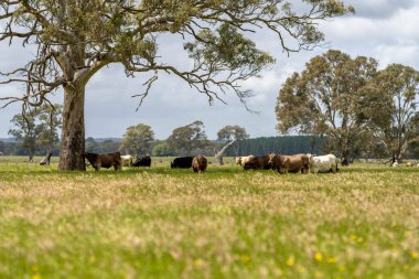 Avustralya 'daki güzel sığırlar ot yer, otlakta otlarlar. Tarımsal bir çiftlikte yetiştirilen sığır sürüsü. Avustralya 'da sürdürülebilir tarım