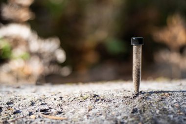 Toprak tutan çiftçi, ev laboratuarında toprak testi yapıyor. Avustralya 'daki toprak yaşamı ve sağlığa bakıyorum.