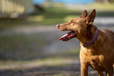 Kırmızı labrador yavru köpeği doğada