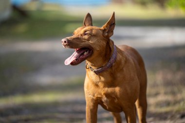 Kahverengi köpek, Thai ridgeback, thai cinsi, köpek, thai cinsi, köpek