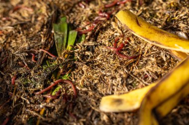 Gübre yığınındaki solucanlar. Bir çiftlikte gübre için toprak biyolojisi içeren termohilik gübre üretiyor.