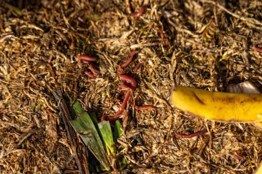 Gübre yığınındaki solucanlar. Bir çiftlikte gübre için toprak biyolojisi içeren termohilik gübre üretiyor.