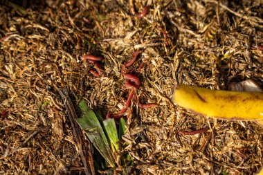 Gübre yığınındaki solucanlar. Bir çiftlikte gübre için toprak biyolojisi içeren termohilik gübre üretiyor.