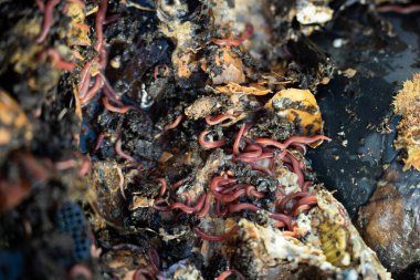 Gübre yığınındaki solucanlar. Bir çiftlikte gübre için toprak biyolojisi içeren termohilik gübre üretiyor.