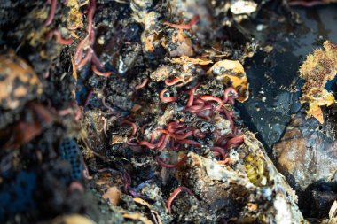 Gübre yığınındaki solucanlar. Bir çiftlikte gübre için toprak biyolojisi içeren termohilik gübre üretiyor.