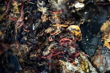 Gübre yığınındaki solucanlar. Bir çiftlikte gübre için toprak biyolojisi içeren termohilik gübre üretiyor.