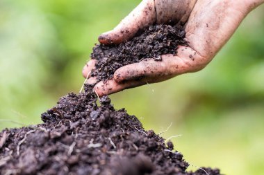 Rejeneratif organik dişi çiftçi, toprak örnekleri alıyor ve bir çiftlikteki bitki gelişimine bakıyor. Avusturalya 'da sürdürülebilir tarım uygulaması