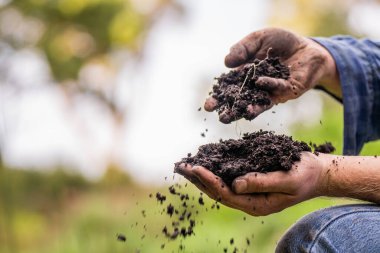 Bir tarlada toprak testi için toprak örneği alıyorum. Avustralya 'da karbon tecrit ve bitki sağlığı testi