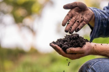 Yenileyici organik çiftçi, toprak örnekleri alıyor ve bir çiftlikteki bitkilere bakıyor. Toprağı elinde tutan sürdürülebilir tarım uygulamaları..