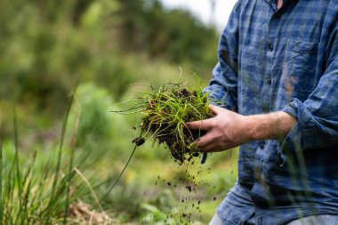 Rejeneratif organik dişi çiftçi, toprak örnekleri alıyor ve bir çiftlikteki bitki gelişimine bakıyor. Avusturalya 'da sürdürülebilir tarım uygulaması