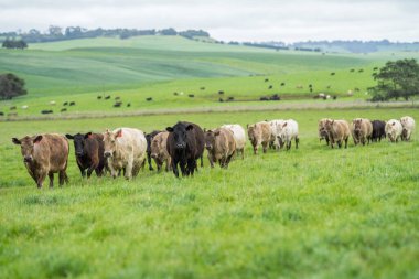 İngiltere 'nin Resimli Yeşillik Yeşil Arazilerinde Çimen İnekleri Güzel Tarım Manzaraları' nda Güneş Işığı Altında Ebediyen Fışkıracak.