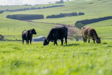 Yeşil çayırlar, Mutlu İnekler, Çevre ve Sığır Koruma Alanının Önünde Nesiller İçin Sürdürülebilir Çiftlikler Güzel Tarlalarda