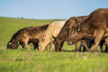 Yeşil çayırlar, Mutlu İnekler, Çevre ve Sığır Koruma Alanının Önünde Nesiller İçin Sürdürülebilir Çiftlikler Güzel Tarlalarda