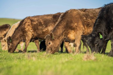 Idyllic Kırsal Arazilerdeki Sürdürülebilir Tarım ve Hayvancılık Yönetiminde Avustralyalı Sığır Çiftçiliği Hikayesi
