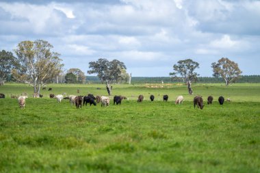Idyllic Kırsal Arazilerdeki Sürdürülebilir Tarım ve Hayvancılık Yönetiminde Avustralyalı Sığır Çiftçiliği Hikayesi