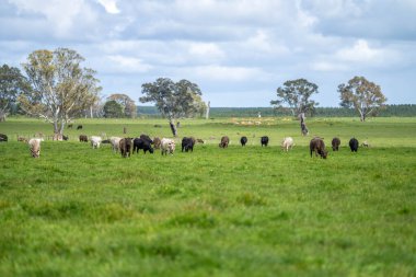 Yeşil çayırlar, Mutlu İnekler, Çevre ve Sığır Koruma Alanının Önünde Nesiller İçin Sürdürülebilir Çiftlikler Güzel Tarlalarda