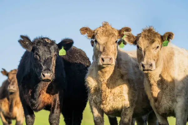 stock image Regenerative Agriculture in Europe's Cattle Industry Leads the Way in Innovative and Sustainable Farming Practices for Livestock and Cow Care in Pastoral Landscape