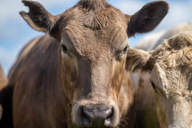 Yeşil Çayırlarda Mutlu İnekler İçin Çevre dostu Uygulamalarla Almanya 'nın Kırsal Alanlarında Sürdürülebilir Sığır Üretimi Gelişti