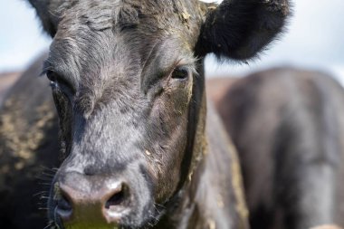 İngiltere 'nin Resimli Yeşillik Yeşil Arazilerinde Çimen İnekleri Güzel Tarım Manzaraları' nda Güneş Işığı Altında Ebediyen Fışkıracak.