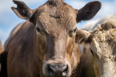 Avrupa 'nın yemyeşil otlaklarında yenilenebilir sığır çiftçiliği Avustralya' daki Idyllic Fields 'da otlayan sağlıklı çiftlik hayvanlarıyla dolu Topluluklar
