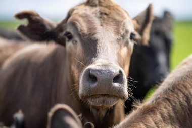 Avrupa 'nın Sığır Sanayii Yenilikçi ve Sürdürülebilir Çiftlik Uygulamalarında Pastoral Arazide Hayvancılık ve İnek Bakımında Yol Açtı