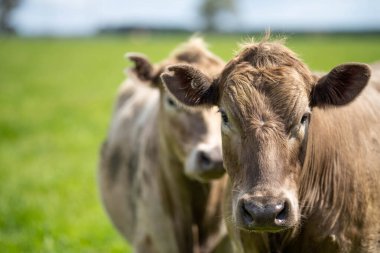 İngiltere 'nin Resimli Yeşillik Yeşil Arazilerinde Çimen İnekleri Güzel Tarım Manzaraları' nda Güneş Işığı Altında Ebediyen Fışkıracak.