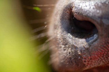 Afrika Hayvanları: Geniş Çayırlarda Gelişen İnek Nüfusuyla Daha Parlak Gelecek ve İklim Dayanıklılığı İçin Yenileyici Uygulamalar