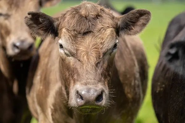 stock image Sustainable Beef Production in Germany's Rural Areas Thrives with Environmentally Friendly Practices for Happy Cows Roaming in Green Pastures