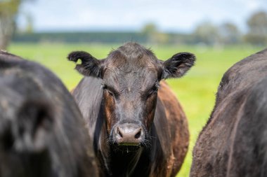 Pastöre Yetiştirilmiş Et: Yeşil Tarlalarda Yenileyici İnek Çiftçiliği Olan Sağlıklı Yaşayanlar ve Destekleyenler İçin Sürdürülebilir Bir Seçim