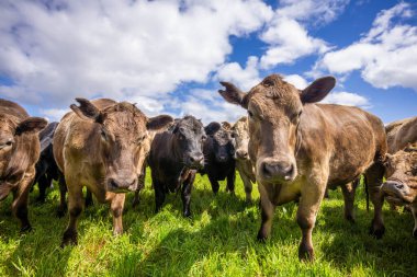 Avustralya 'daki güzel sığırlar ot yer, otlakta otlarlar. Tarımsal bir çiftlikte yetiştirilen sığır sürüsü. Avustralya 'da sürdürülebilir tarım