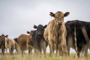 Idyllic Kırsal Arazilerdeki Sürdürülebilir Tarım ve Hayvancılık Yönetiminde Avustralyalı Sığır Çiftçiliği Hikayesi