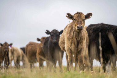 Avustralya 'daki güzel sığırlar ot yer, otlakta otlarlar. Tarımsal bir çiftlikte yetiştirilen sığır sürüsü. Avustralya 'da sürdürülebilir tarım