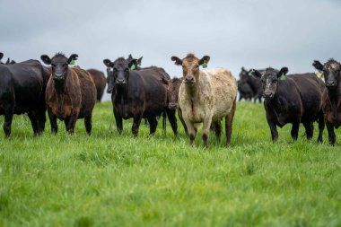 Pastöre Yetiştirilmiş Et: Yeşil Tarlalarda Yenileyici İnek Çiftçiliği Olan Sağlıklı Yaşayanlar ve Destekleyenler İçin Sürdürülebilir Bir Seçim