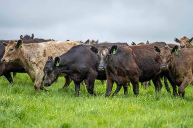 Avrupa 'nın yemyeşil otlaklarında yenilenebilir sığır çiftçiliği Avustralya' daki Idyllic Fields 'da otlayan sağlıklı çiftlik hayvanlarıyla dolu Topluluklar