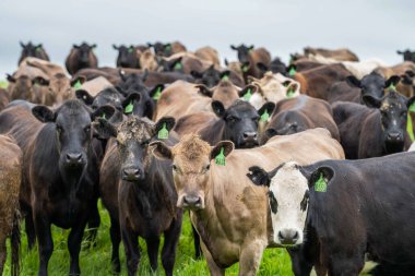 İngiltere 'nin Resimli Yeşillik Yeşil Arazilerinde Çimen İnekleri Güzel Tarım Manzaraları' nda Güneş Işığı Altında Ebediyen Fışkıracak.