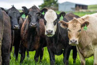 Pastöre Yetiştirilmiş Et: Yeşil Tarlalarda Yenileyici İnek Çiftçiliği Olan Sağlıklı Yaşayanlar ve Destekleyenler İçin Sürdürülebilir Bir Seçim