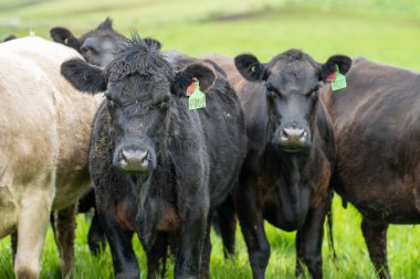 Avrupa Altın Tarlalarında Avustralya Stili Çimento Cömert Tarım Arazilerinde Yetiştirilen Sığırlardan Yüksek Kaliteli Sığır Eti