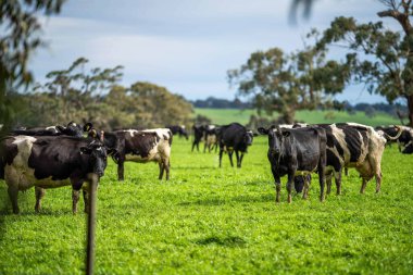 Yeşil çayırlar, Mutlu İnekler, Çevre ve Sığır Koruma Alanının Önünde Nesiller İçin Sürdürülebilir Çiftlikler Güzel Tarlalarda