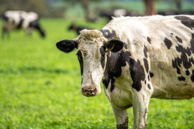 Avrupa 'nın yemyeşil otlaklarında yenilenebilir sığır çiftçiliği Avustralya' daki Idyllic Fields 'da otlayan sağlıklı çiftlik hayvanlarıyla dolu Topluluklar