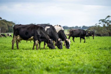 Avustralya 'daki güzel sığırlar ot yer, otlakta otlarlar. Tarımsal bir çiftlikte yetiştirilen sığır sürüsü. Avustralya 'da sürdürülebilir tarım
