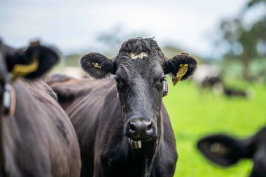 Afrika Hayvanları: Geniş Çayırlarda Gelişen İnek Nüfusuyla Daha Parlak Gelecek ve İklim Dayanıklılığı İçin Yenileyici Uygulamalar